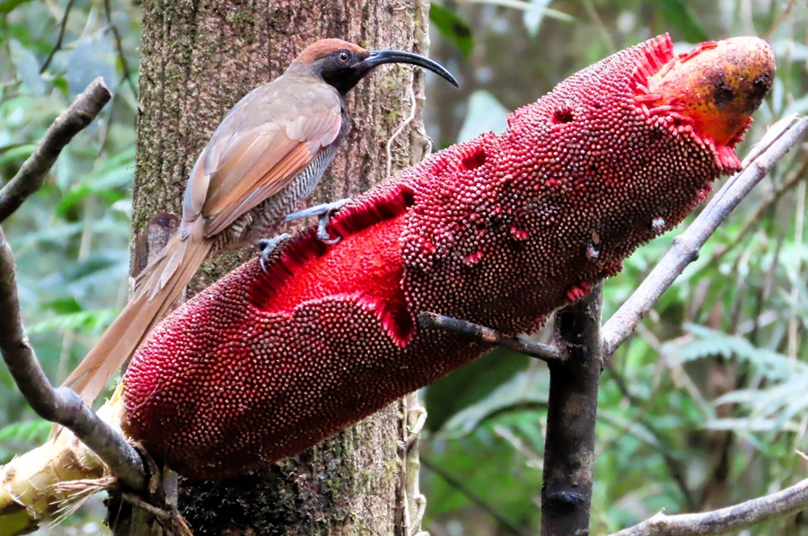 Black Sicklebill. Photo © Gina Nichol
