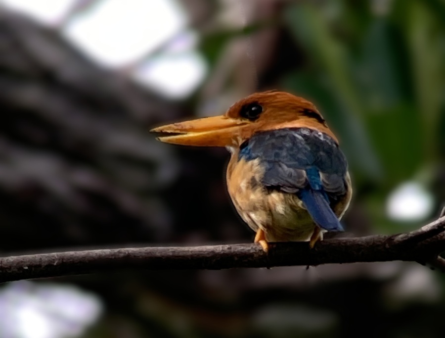 Yellow-billed Kingfisher © Gina Nichol