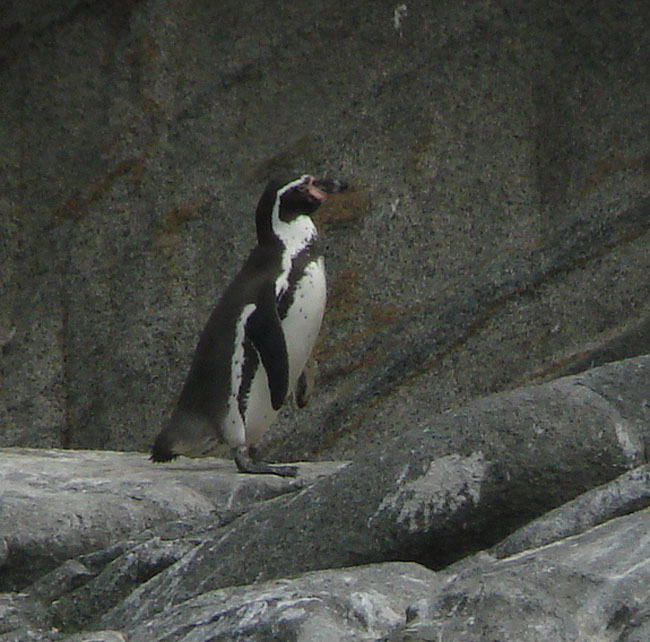 HumboltPenguin