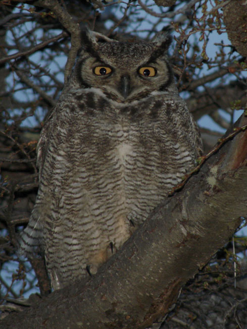 MagellanicHornedOwl