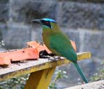 BluecrownedMotmot