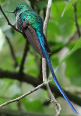 Long-tailed Sylph