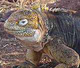 Land Iguana