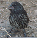 Large Cactus Finch 