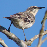 San Cristobal Mockingbird