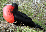 Magnificent Frigatebird