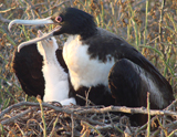 Great Frigatebird