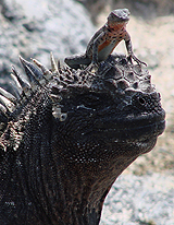 Marine Iguana & Lava Lizard