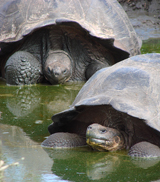 Galapagos Tortoise