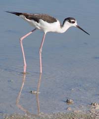 Black-necked Stilt