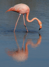 Greater Flamingos