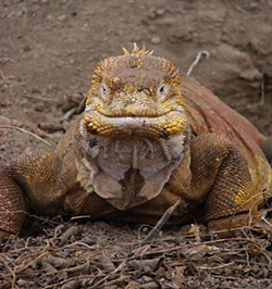 Land Iguana