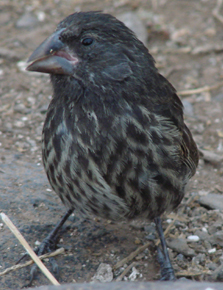 Large Cactus Finch