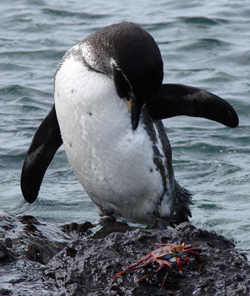 Galapagos Penguin