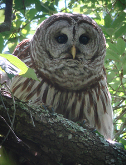 Barred Owl