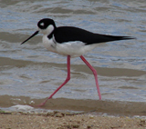 Black-necked Stilt