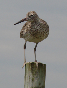 Willet