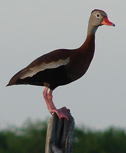 Black-bellied Whistling Duck