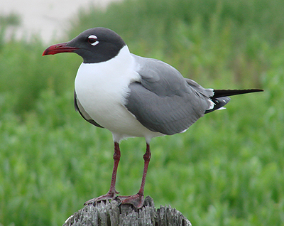 Laughing Gull