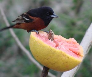 Orchard Oriole