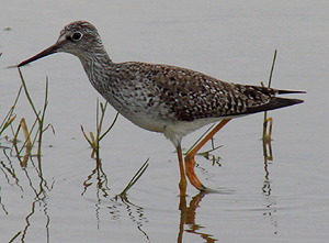 Lesser Yellowlegs