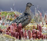 Rufous-bellied Seedsnipe