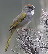 Green-tailed Towhee 