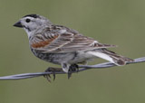 McCown's Longspur 