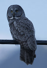 Great Gray Owl