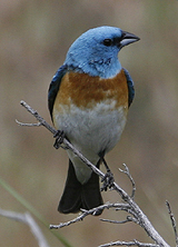 Lazuli Bunting