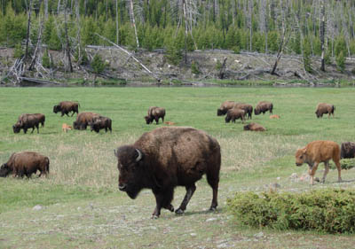 Bison