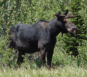 Moose