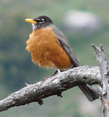 American Robin