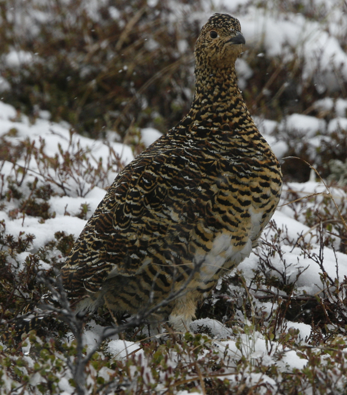 Rock Ptarmigan. Photo by Steve Bird. 