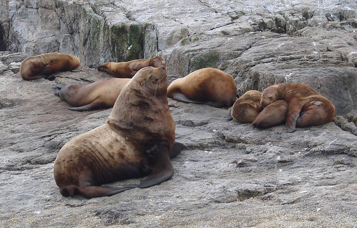 Steller's Sea Lion. Photo by Gina Nichol.