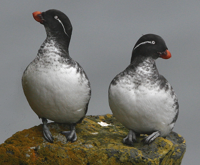 Parakeet Auklets. Photo by Steve Bird