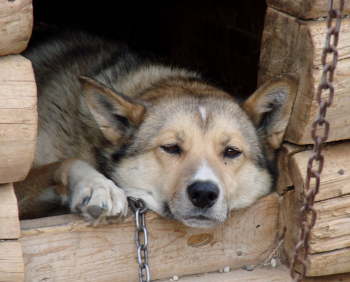 Sled Dog by Gina Nichol