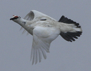 Rock Ptarmigan by Steve Bird.