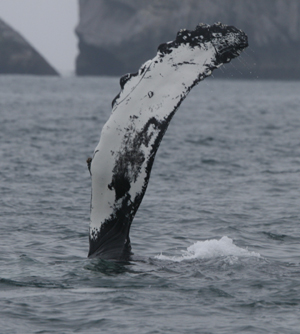 Humpback by Steve Bird.