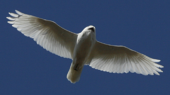 Snowy Owl by Steve Bird. 