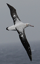 Wandering Albatross