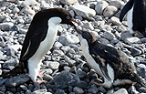 Adelie Penguin feeding chick