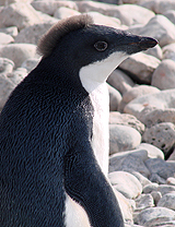 Adelie Penguin chick 