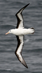 Black-browed Albatross