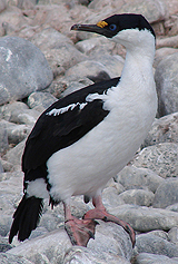 Antarctic Shag