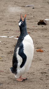 Gentoo Penguin 