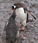 Gentoo feeding Chick