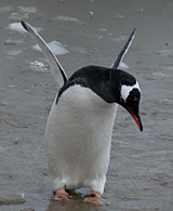 Gentoo Penguin 