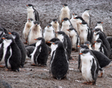 Gentoo Penguin Creche 