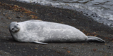 Weddell Seal